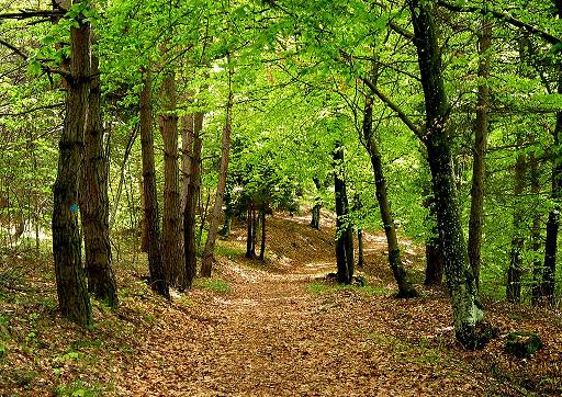 Patrimonio Boschivo